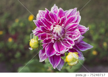 Pink and white dahlia flower and buds, growing in the garden. A close-up. 75240717