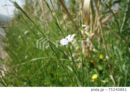 亜麻の花の写真素材