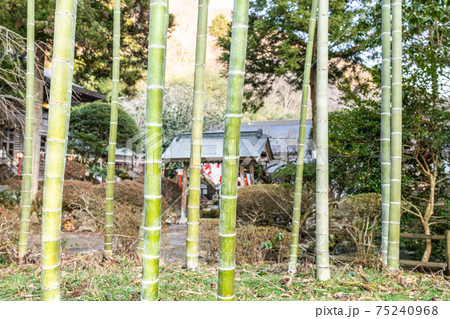 奥州柳津虚空蔵尊の竹林 75240968