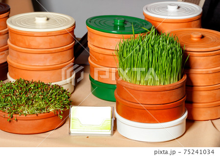 Sprouted grains of wheat and legumes, growing microgreens in special clay containers for healthy food, copy space. 75241034