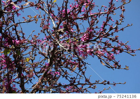 シチリアのユダノキ 75241136