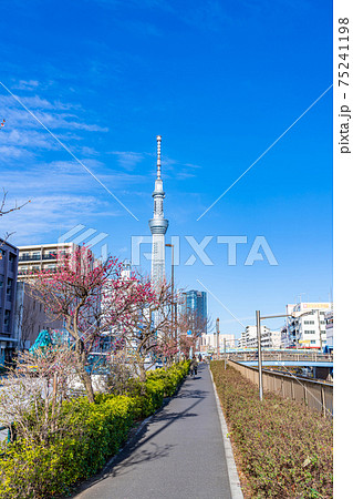 日本の春 東京都道453号本郷亀戸線沿いの梅並木 日本の春 東京都道453号本郷亀戸線沿いの梅並木 75241198