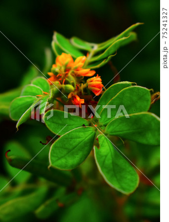 Close up red and yellow Caesalpinia pulcherrima flower on blur nature background. Close up red and yellow Caesalpinia pulcherrima flower on blur nature background. 75241327