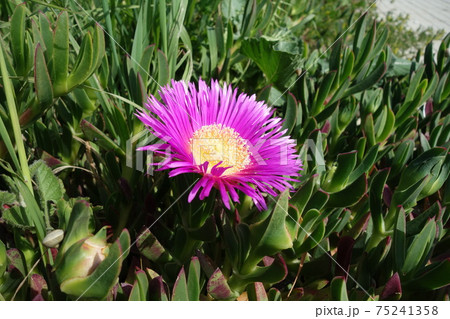 ドロサンテマムの花 75241358