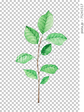 Green branches watercolor 75241517