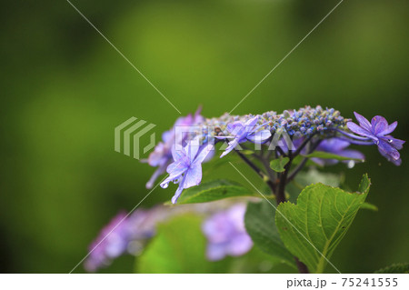 雨上がりの紫陽花園に咲く紫の紫陽花 雨上がりの紫陽花園に咲く紫の紫陽花 75241555