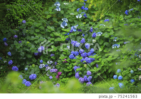 梅雨花 雨上がりの紫陽花園に咲くの紫陽花 梅雨花 雨上がりの紫陽花園に咲くの紫陽花 75241563