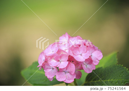 梅雨花 雨上がりの紫陽花園に咲くの紫陽花 梅雨花 雨上がりの紫陽花園に咲くの紫陽花 75241564
