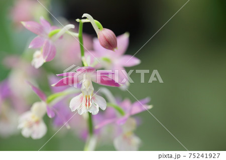 エビネのピンク色の花の写真素材