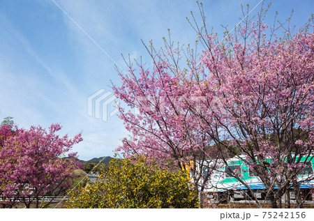 【天竜浜名湖鉄道】満開の梅路を行く 75242156