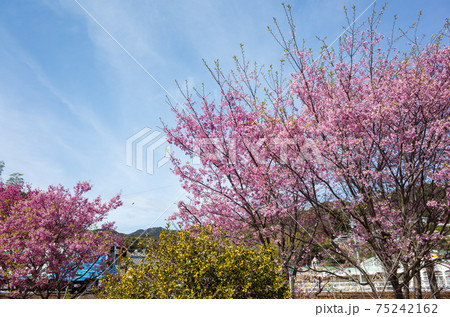 【天竜浜名湖鉄道】満開の梅路を行く 75242162