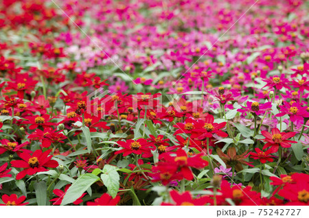 公園に赤いジニアの花が咲いています 名前はプロフュージョンです の写真素材