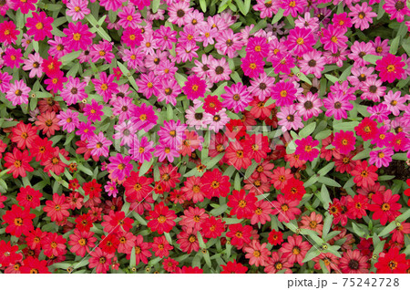 公園に赤いジニアの花が咲いています。名前はプロフュージョンです。 公園に赤いジニアの花が咲いています。名前はプロフュージョンです。 75242728