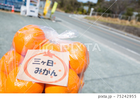 【三ケ日みかん】露店で購入したみかん 75242955