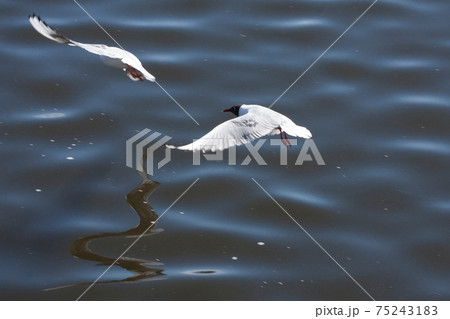 Two lake gulls fly over the large rippling sea Two lake gulls fly over the large rippling sea 75243183