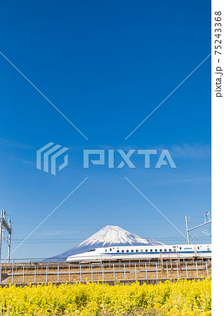静岡県 菜の花畑越しに眺める富士山と新幹線の写真素材