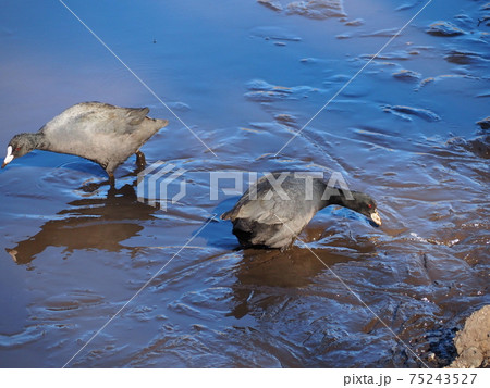 オオバン 75243527