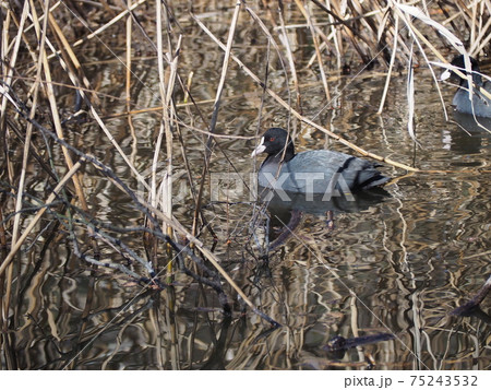 オオバン 75243532