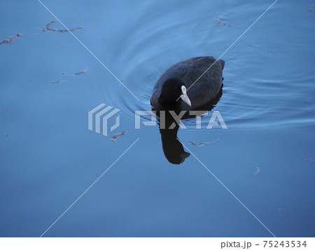 オオバン オオバン 75243534