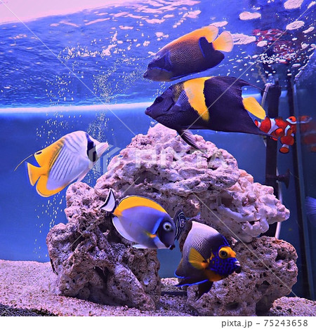 我が家の海水魚 我が家の海水魚 75243658