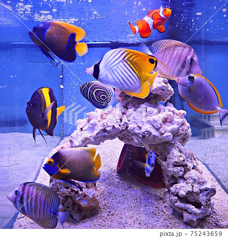 我が家の海水魚 我が家の海水魚 75243659