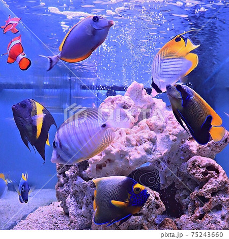 我が家の海水魚 我が家の海水魚 75243660