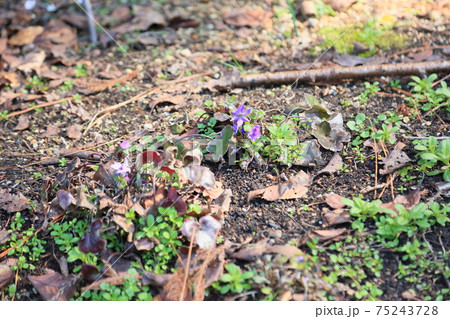 オオミスミソウの花 75243728
