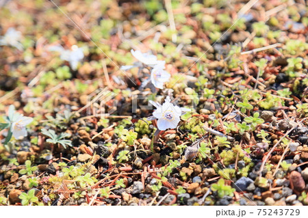 セツブンソウの花 75243729