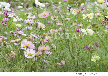 コスモス畑にコスモスが咲いています。 75243902