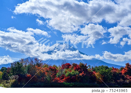 青空バックの富士山と紅葉のコラボ情景@山中湖、山梨 青空バックの富士山と紅葉のコラボ情景@山中湖、山梨 75243965