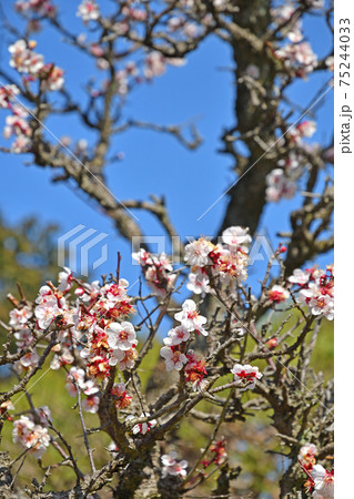 流鉄沿線散歩：東福寺　真言宗豊山派 75244033