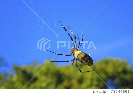 蜘蛛と青空 75244691