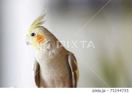 オカメインコ 75244735