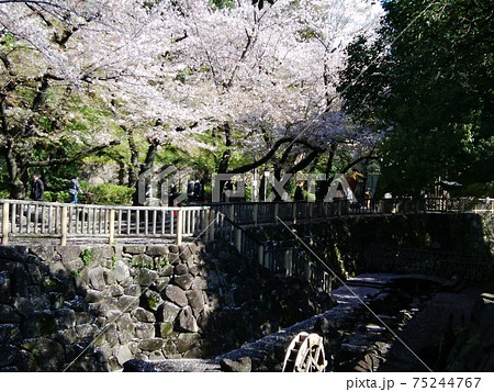 音無川の桜 音無川の桜 75244767