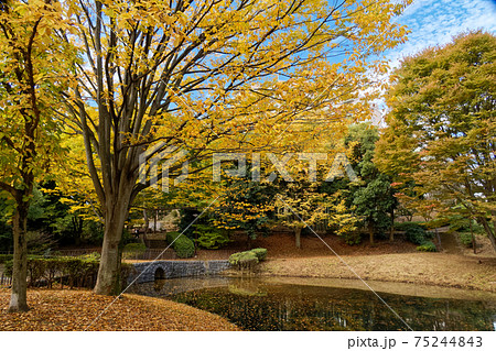 横浜・港北ニュータウンの紅葉 75244843