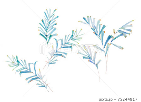 透明水彩 水彩画 花 75244917