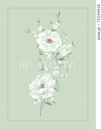 透明水彩 水彩画 花 75244918