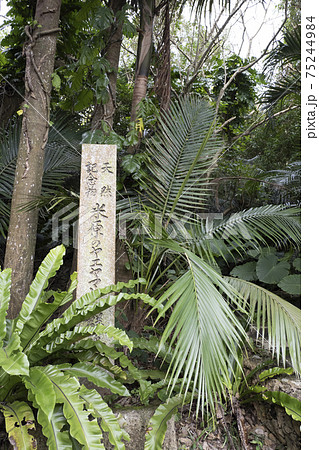 米原のヤエヤマヤシ群落 沖縄県 米原のヤエヤマヤシ群落 沖縄県 75244984