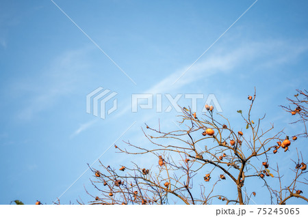 冬の青空と柿 冬の青空と柿 75245065