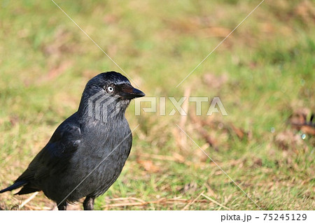 春の日に庭で迷い込んだ黒い小鳥 カラス の写真素材