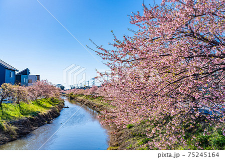 日本の春 埼玉 鷲宮 青毛堀川の河津桜 75245164