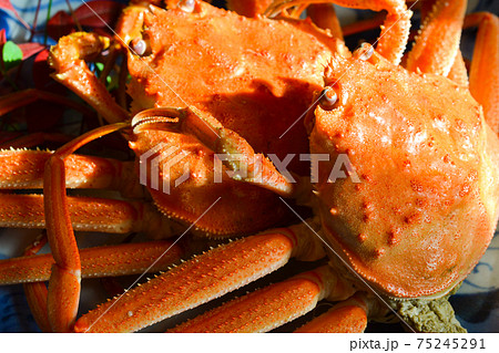 冬の味覚、塩ゆでしたせこがに 冬の味覚、塩ゆでしたせこがに 75245291