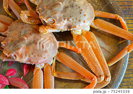 冬の味覚、生きたせこがに 75245339