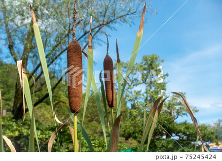 ガマという植物の写真。きりたんぽに見える植物の写真。 ガマという植物の写真。きりたんぽに見える植物の写真。 75245424