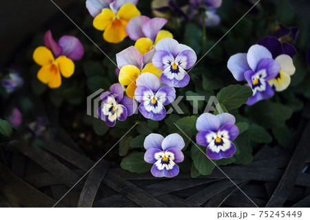 ビオラ 紫と黄色の花の写真素材