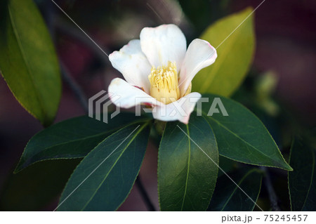 咲き始めた白侘助の花 75245457