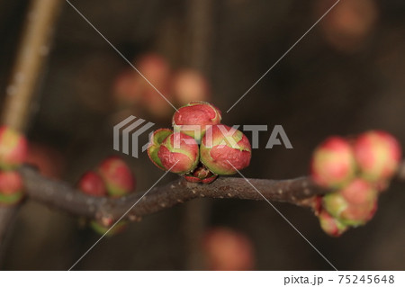 自然 植物 ボケ、二月初めの蕾。咲くと色と数の多さに圧倒されそうな花、蕾の時がちょうど良い? 自然 植物 ボケ、二月初めの蕾。咲くと色と数の多さに圧倒されそうな花、蕾の時がちょうど良い? 75245648