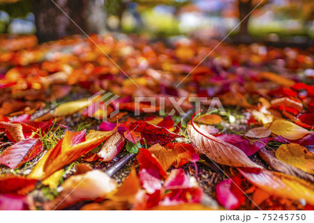 紅葉した落ち葉の写真素材