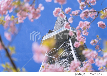 名古屋 栄 中部電力 MIRAI TOWER (名古屋テレビ塔)と河津桜 名古屋 栄 中部電力 MIRAI TOWER (名古屋テレビ塔)と河津桜 75246476