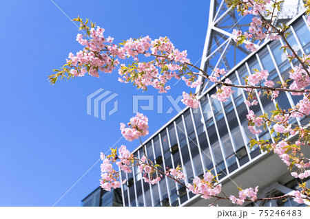 名古屋 栄 中部電力 MIRAI TOWER (名古屋テレビ塔)と河津桜 名古屋 栄 中部電力 MIRAI TOWER (名古屋テレビ塔)と河津桜 75246483